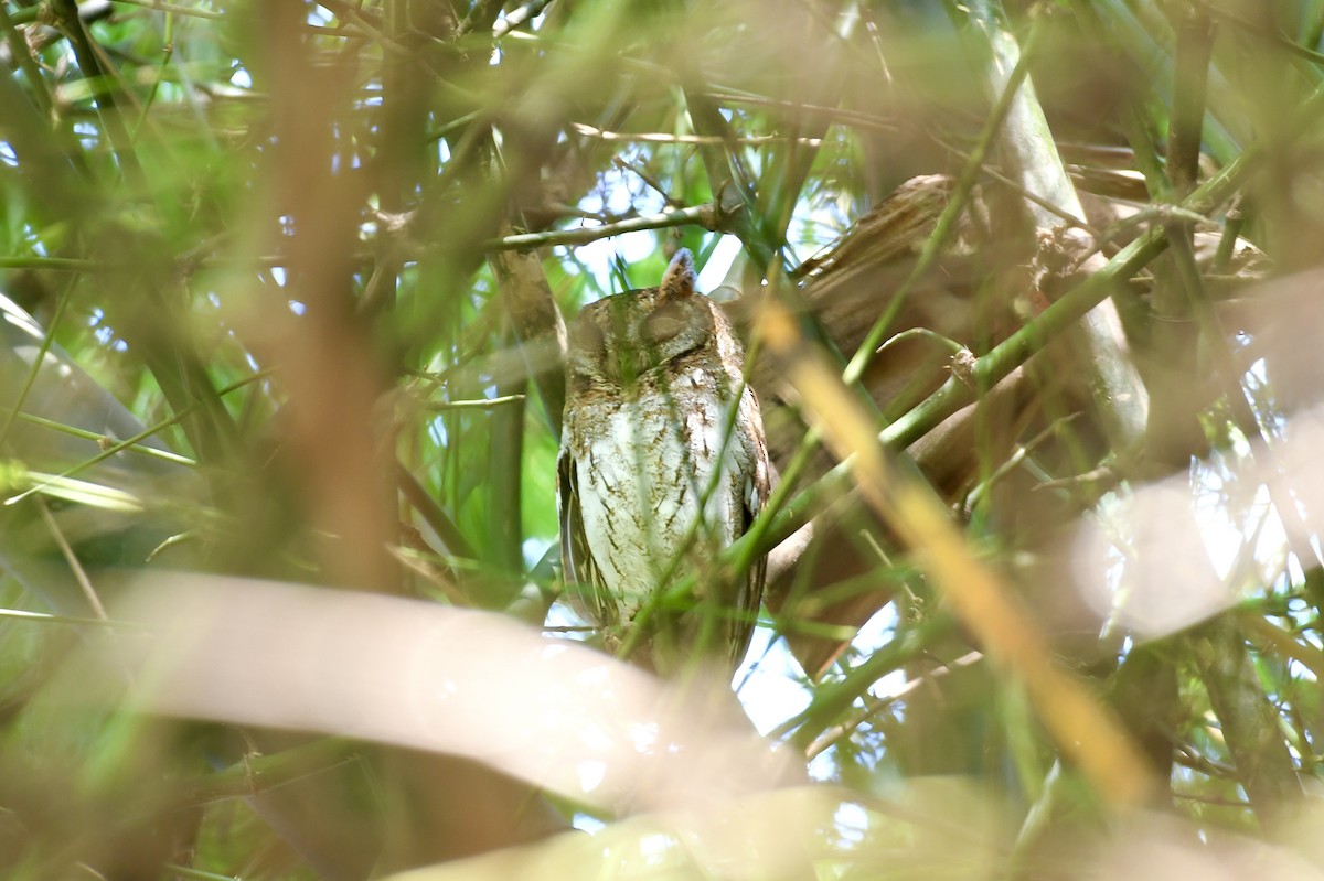 Oriental Scops-Owl - ML646588105