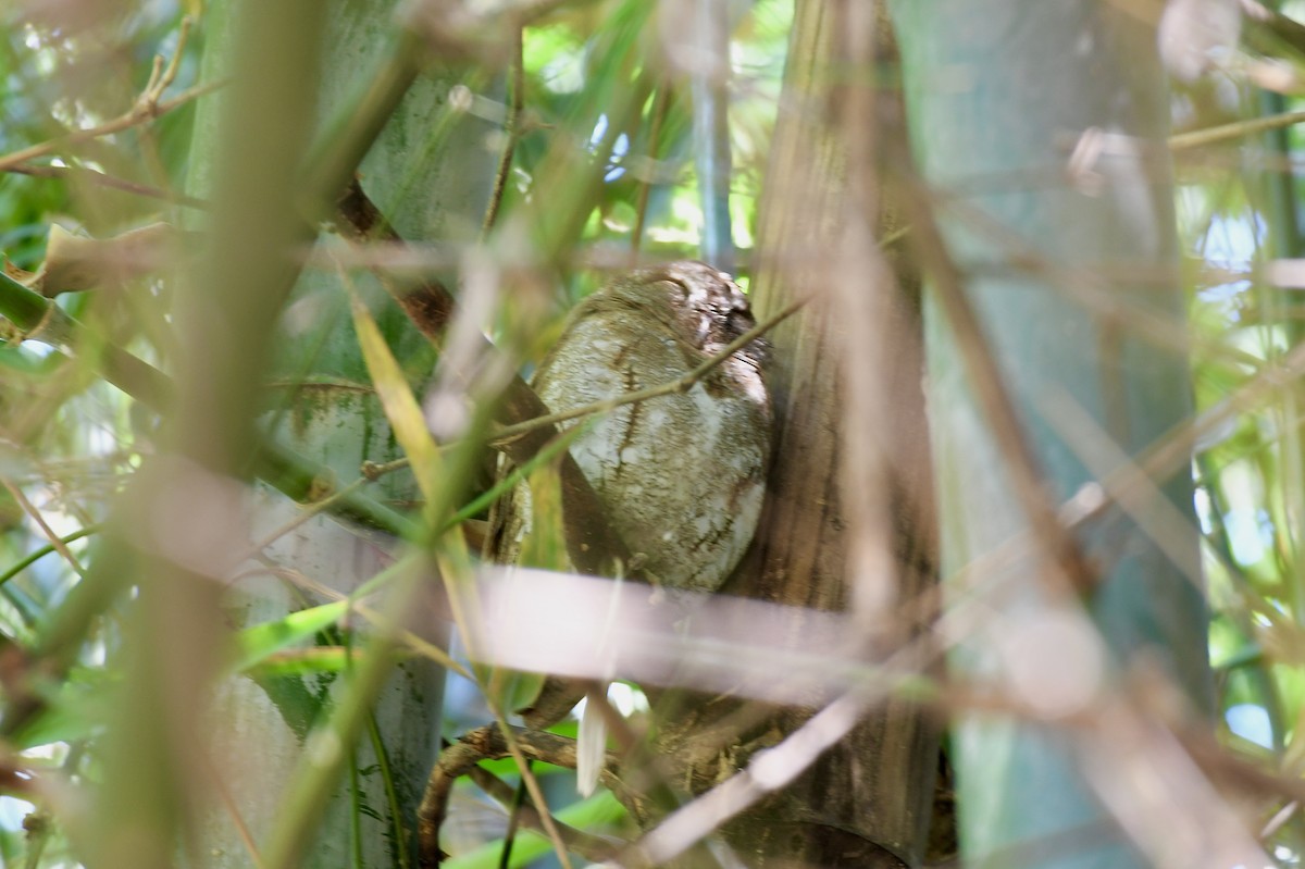 Oriental Scops-Owl - ML646588106