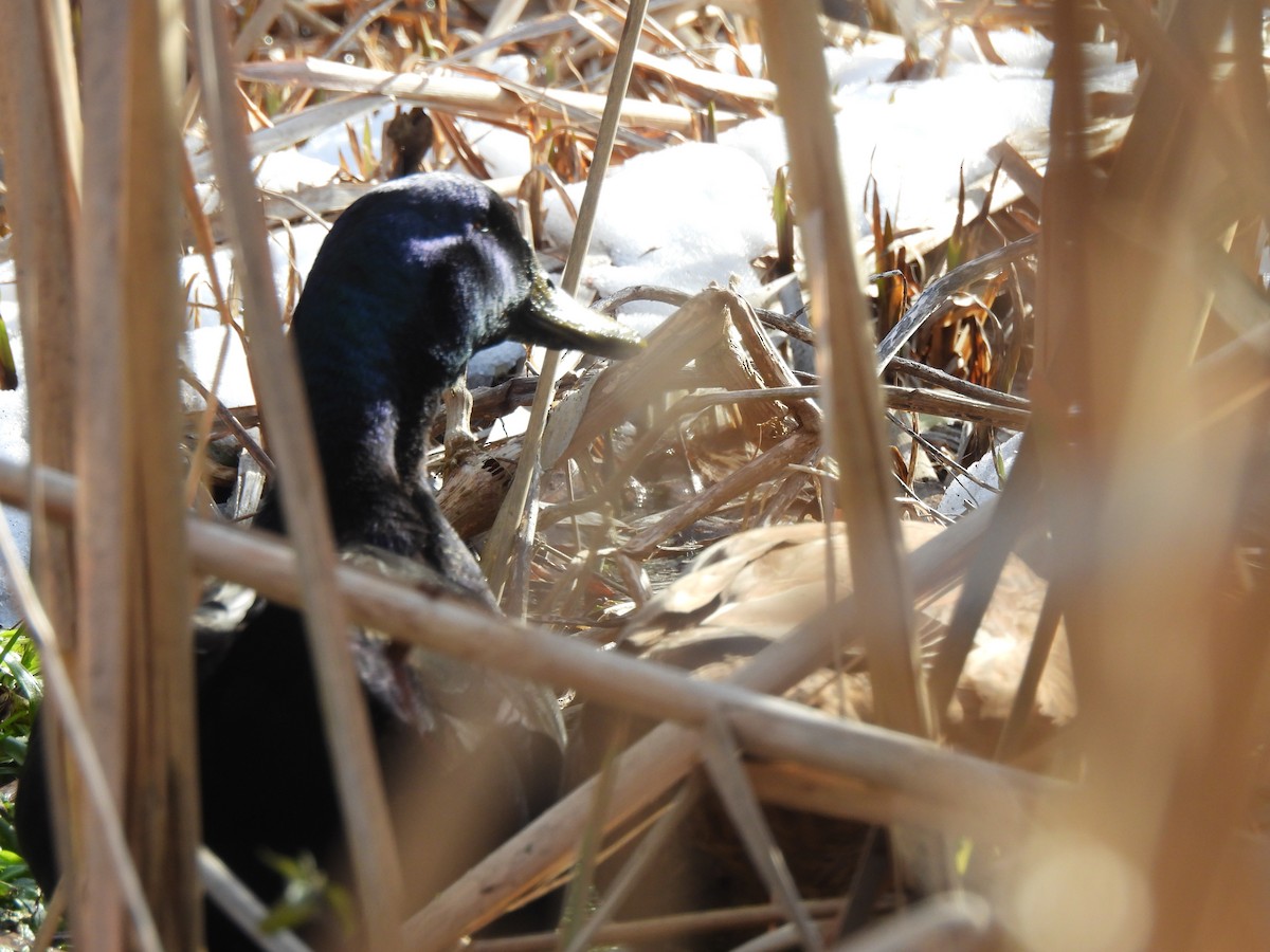 Mallard (Domestic type) - ML646588107