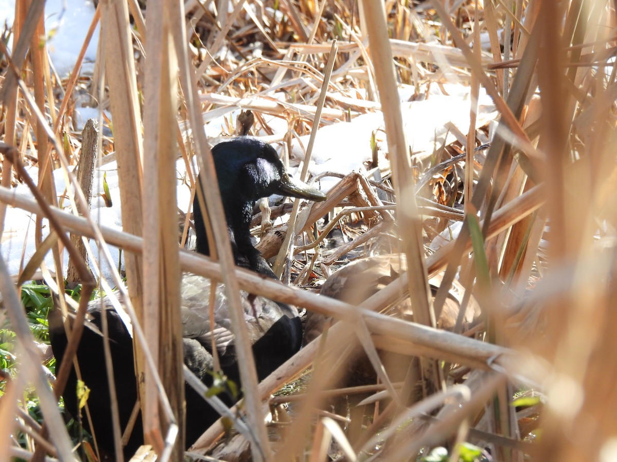 Mallard (Domestic type) - ML646588108