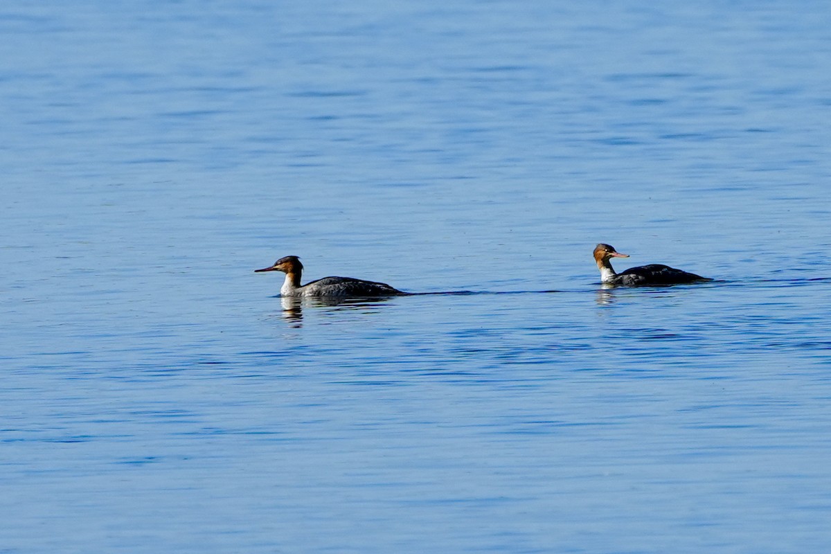 Крех середній - ML646588111