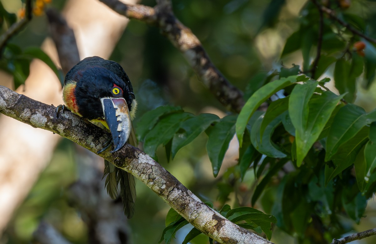 Collared Aracari - ML646588112