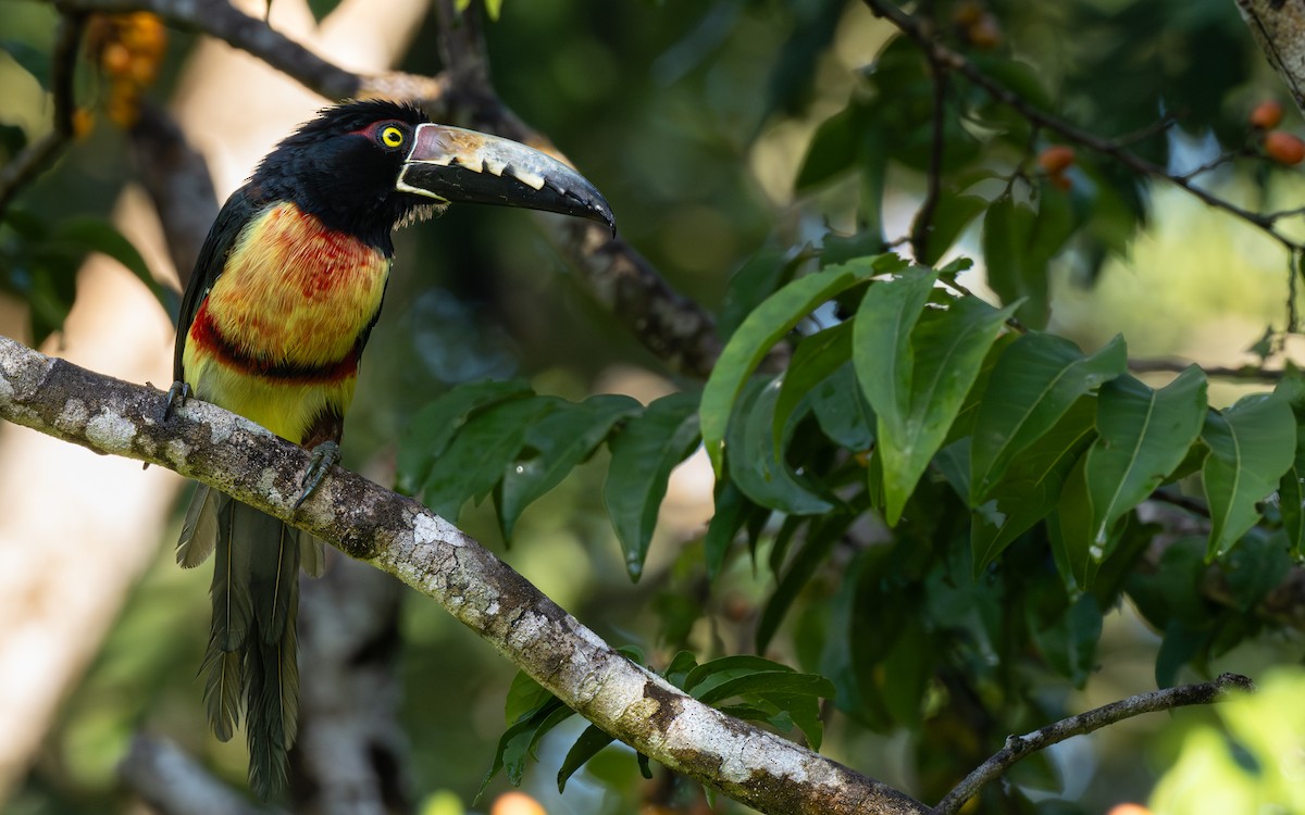 Collared Aracari - ML646588113