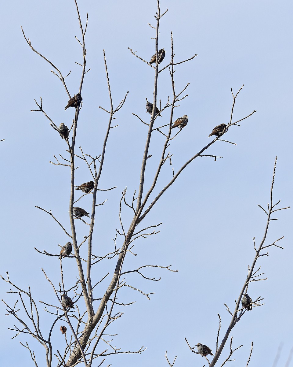 זרזיר מצוי - ML646588114