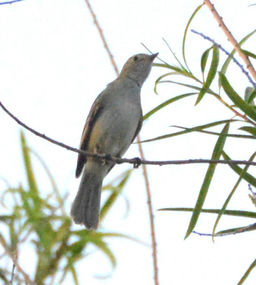 Small-billed Elaenia - ML646588119
