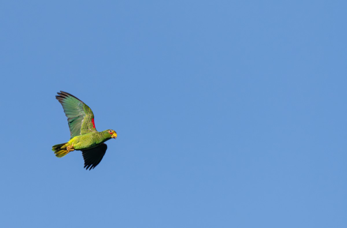 Yellow-lored Amazon - ML646588120