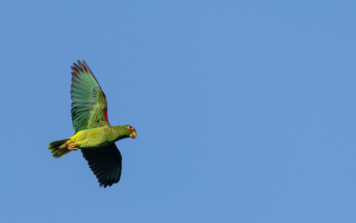 Yellow-lored Amazon - ML646588121