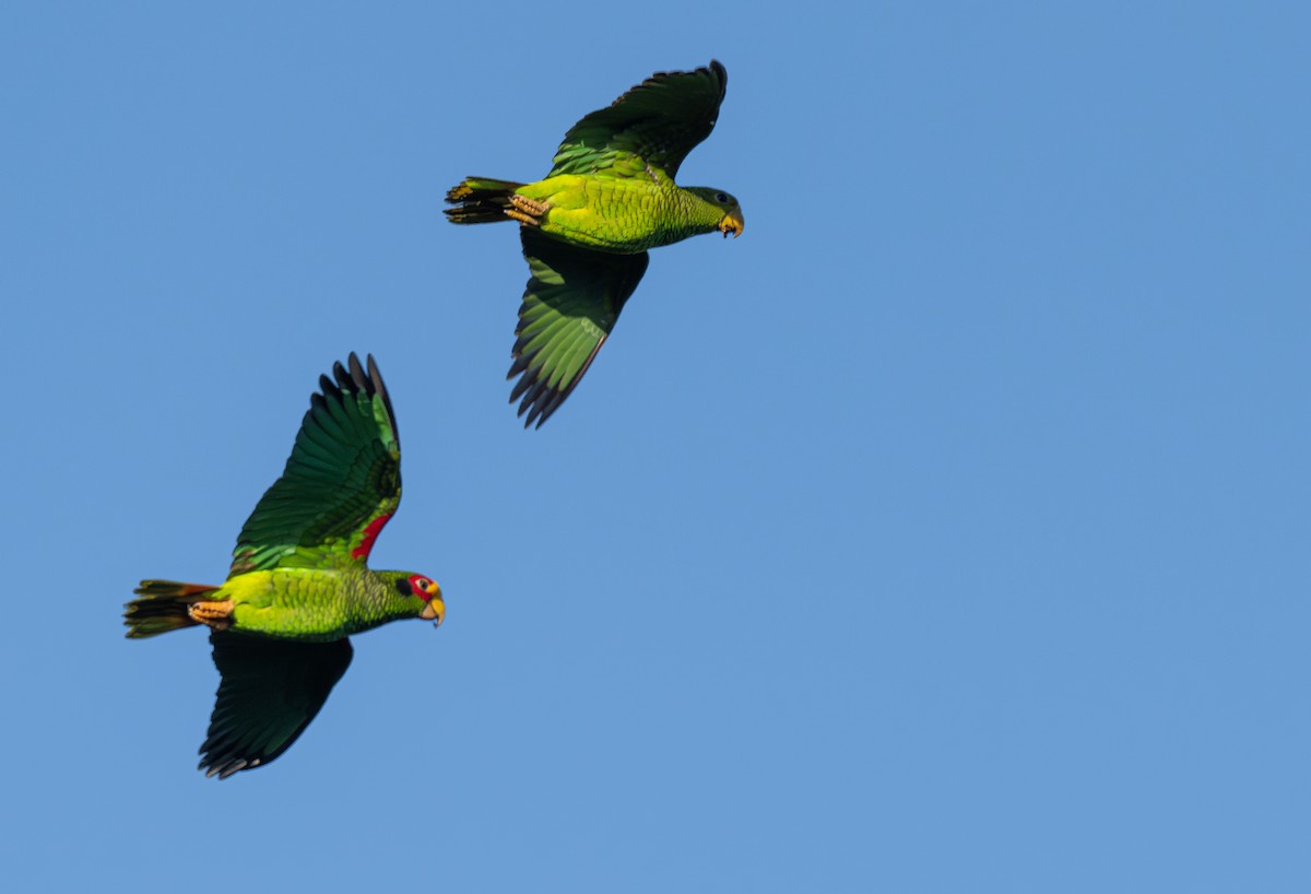 Yellow-lored Amazon - ML646588122