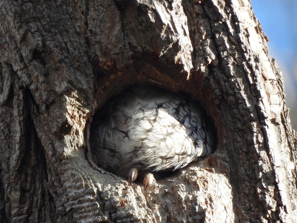 Eastern Screech-Owl - ML646588123