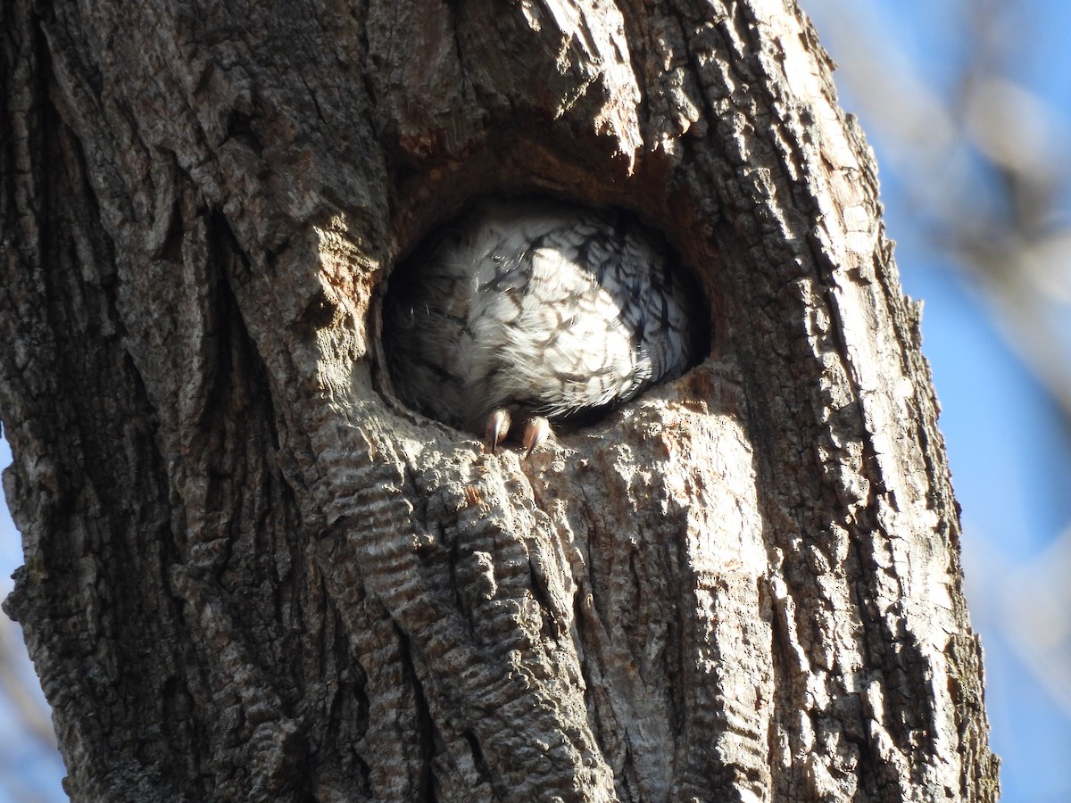 Eastern Screech-Owl - ML646588124