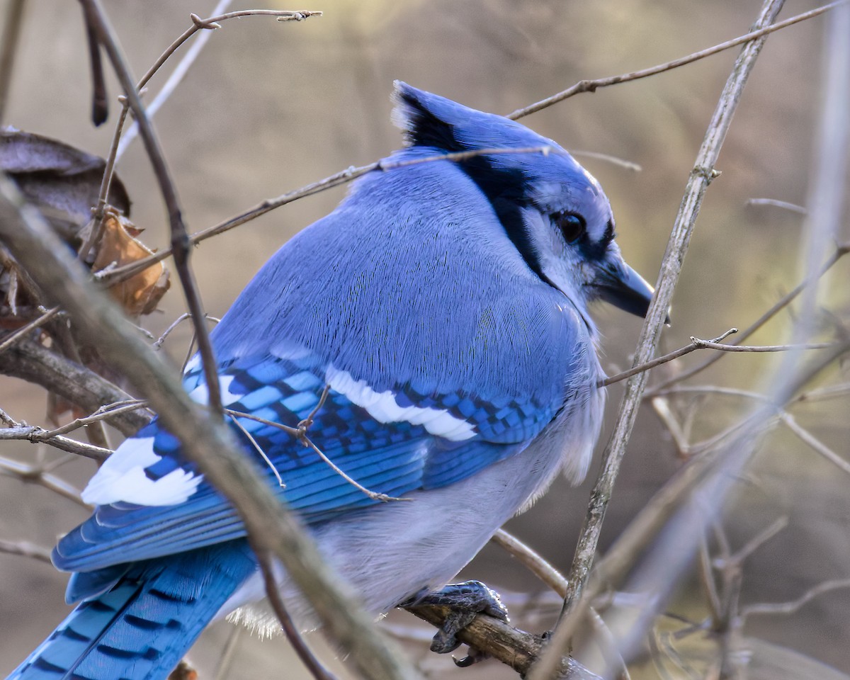 Blue Jay - ML646588126
