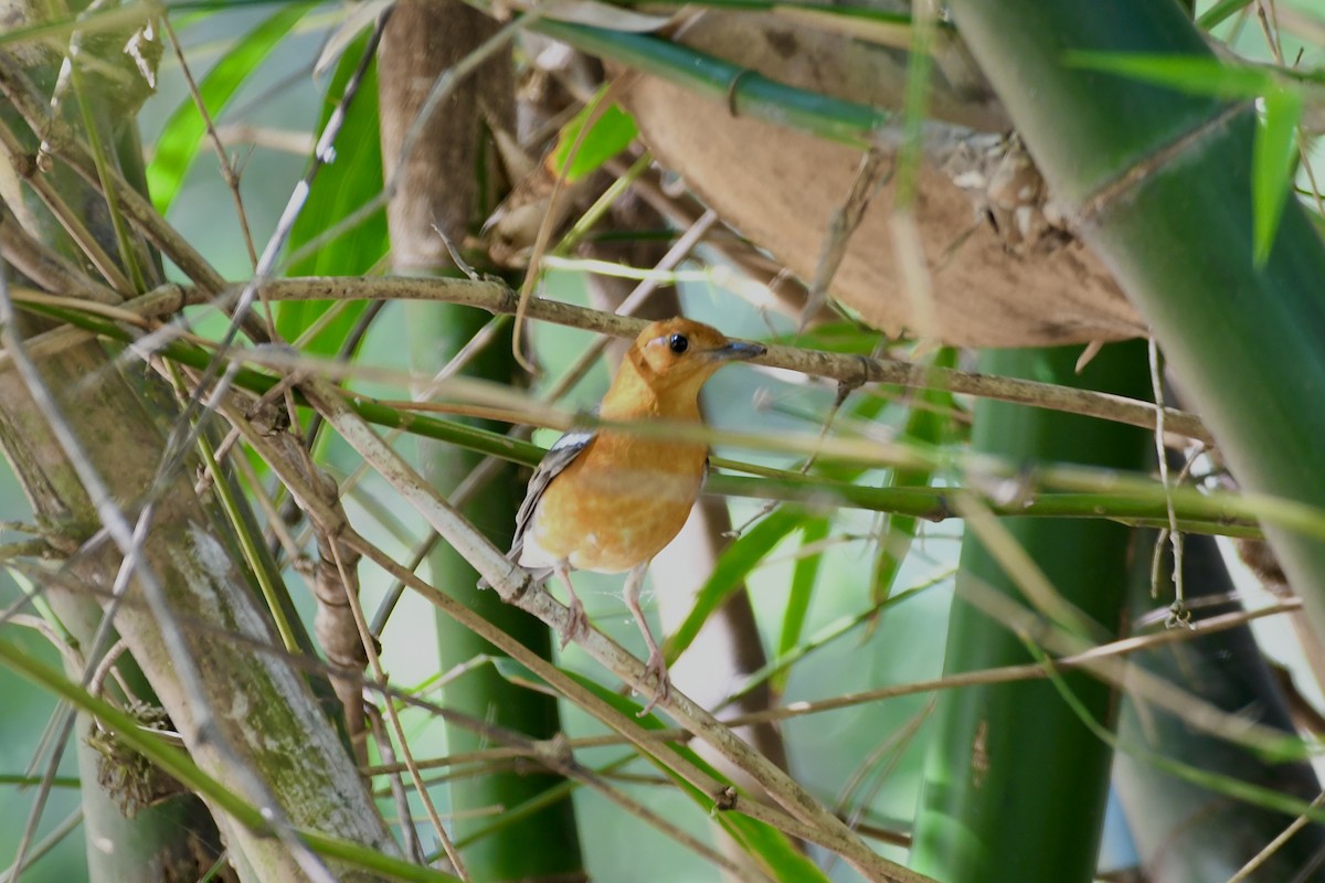 Orange-headed Thrush - ML646588128
