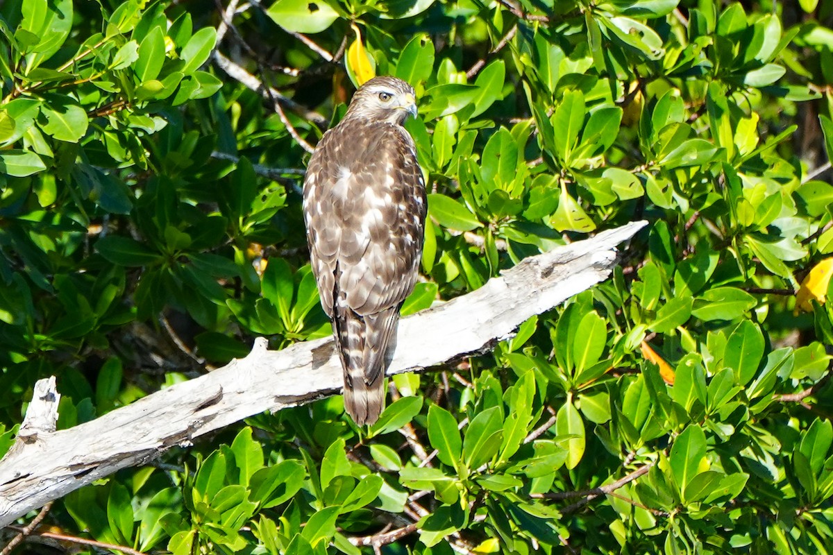 Канюк рудоплечий - ML646588129