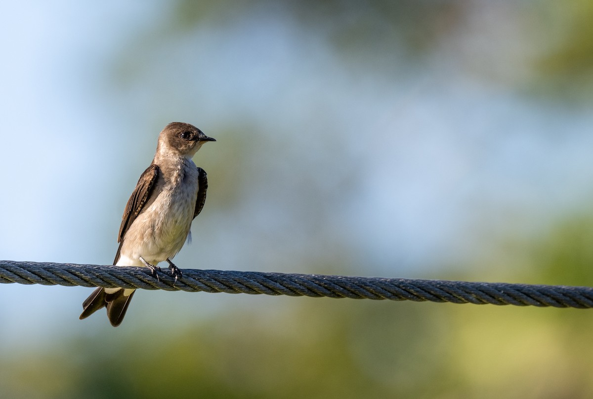 Northern Rough-winged Swallow (Ridgway's) - ML646588130