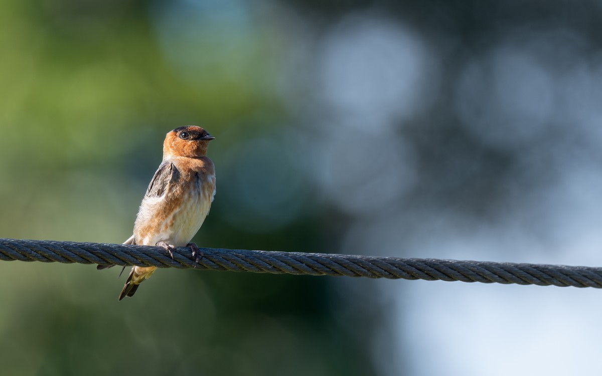 Cave Swallow - ML646588135