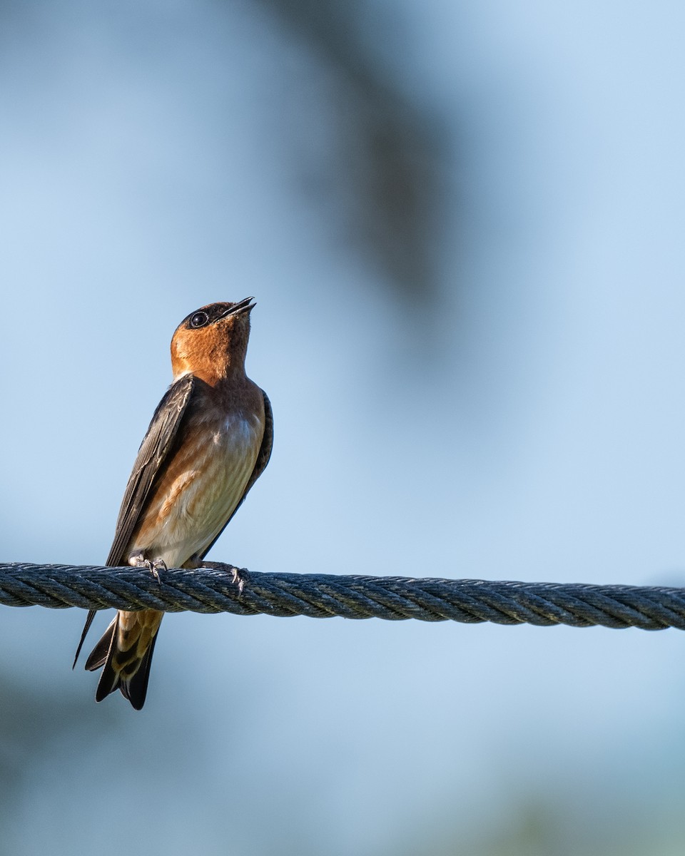 Cave Swallow - ML646588136