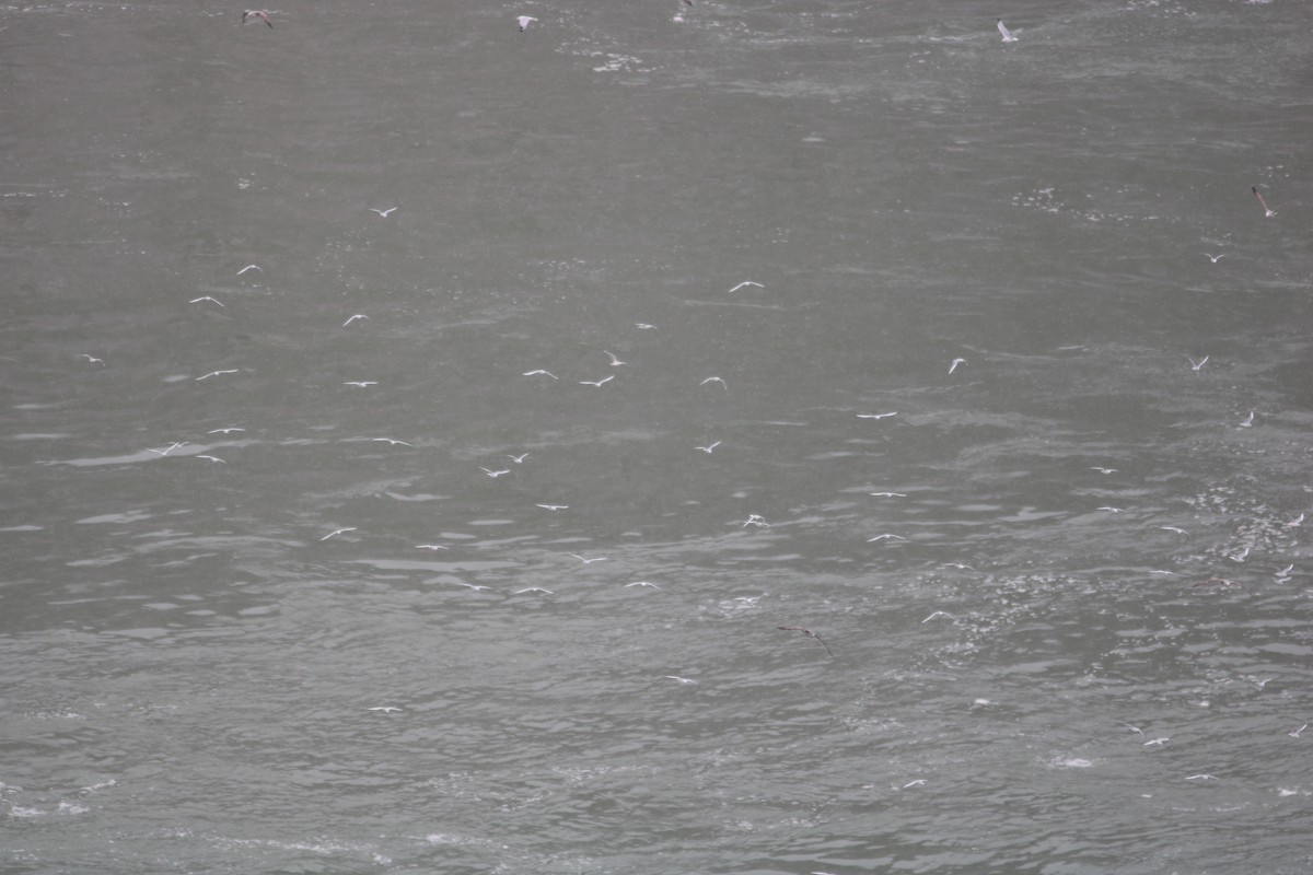 Bonaparte's Gull - ML646588138