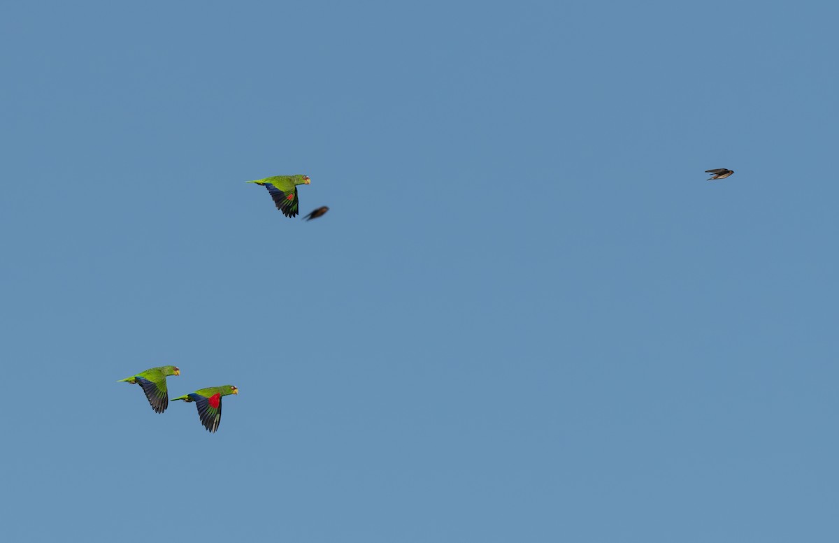 White-fronted Amazon - ML646588140