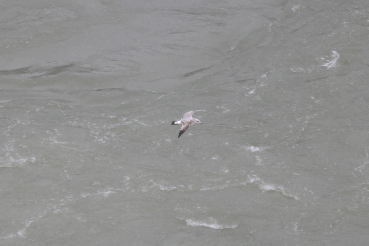 Ring-billed Gull - ML646588141