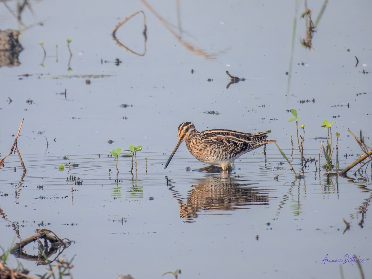 Баранець звичайний - ML646588142