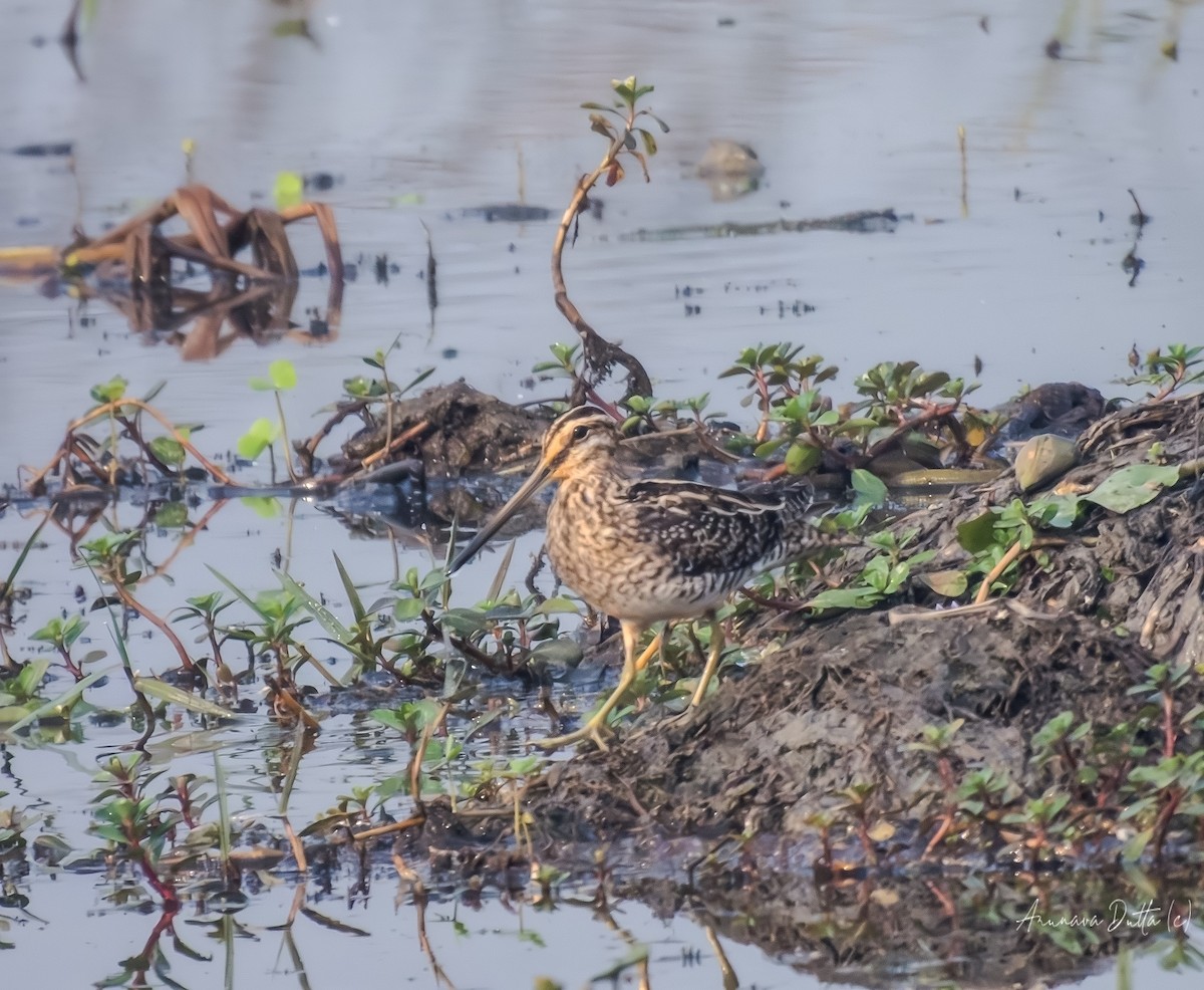 Баранець звичайний - ML646588143