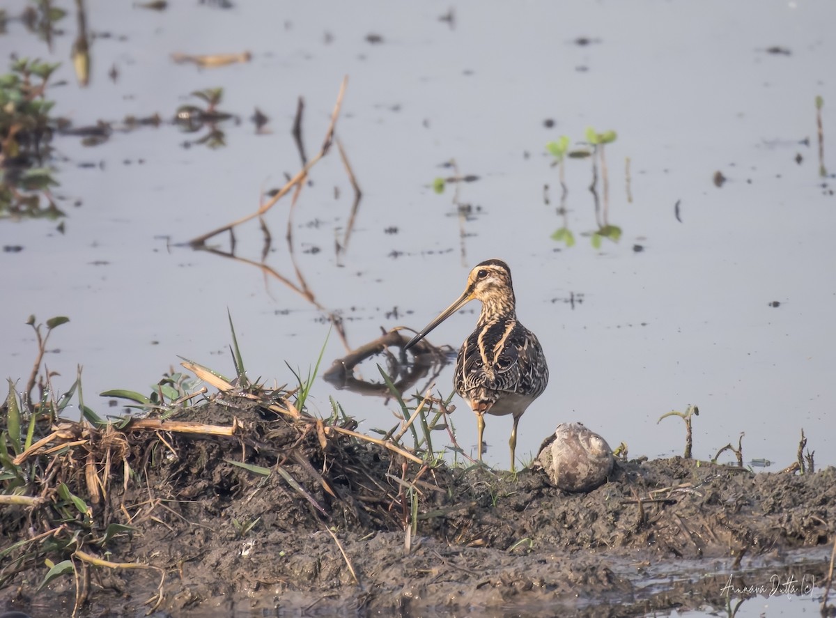 Баранець звичайний - ML646588144