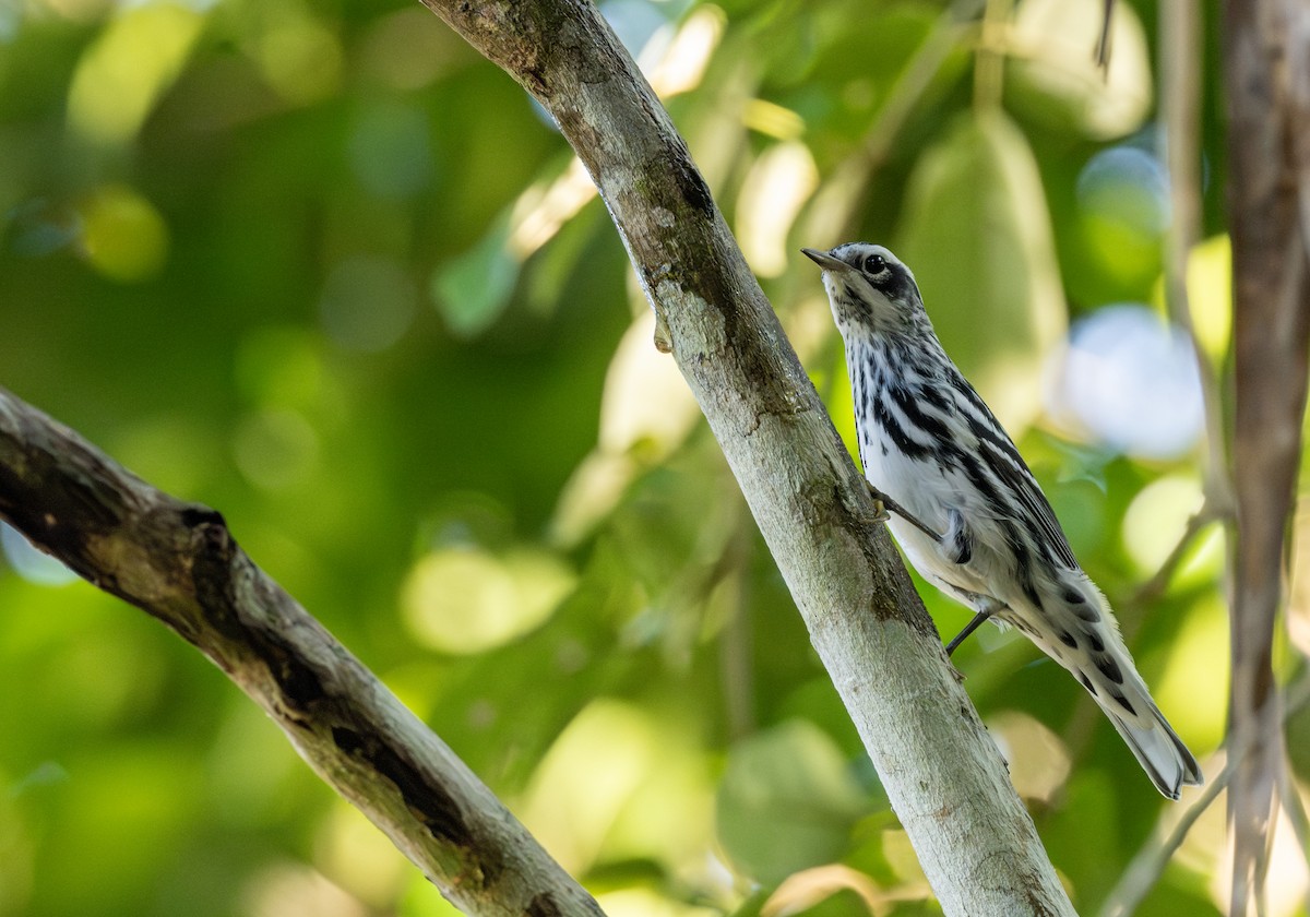Black-and-white Warbler - ML646588147