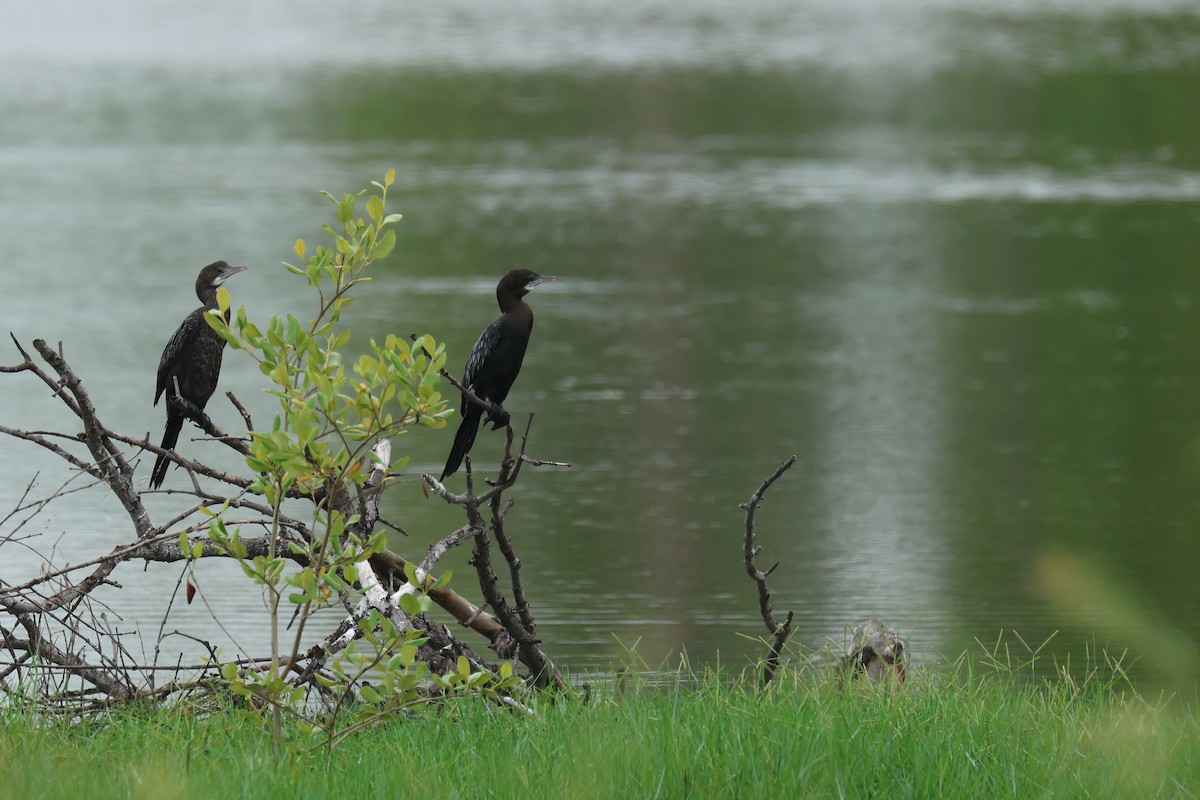 Little Cormorant - ML646588148
