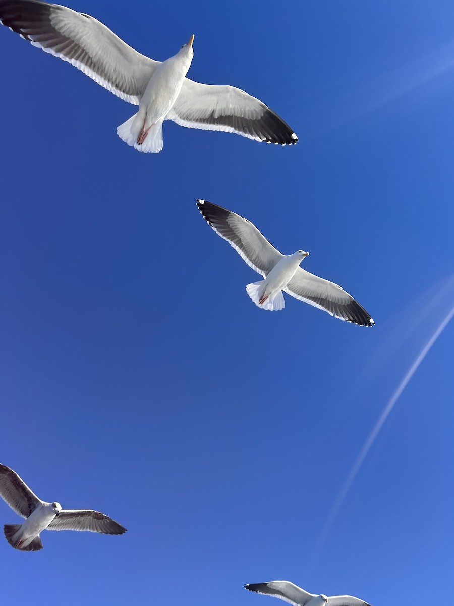 Gaviota Occidental - ML646588150