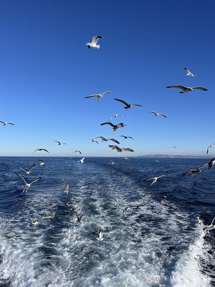 Gaviota Occidental - ML646588151