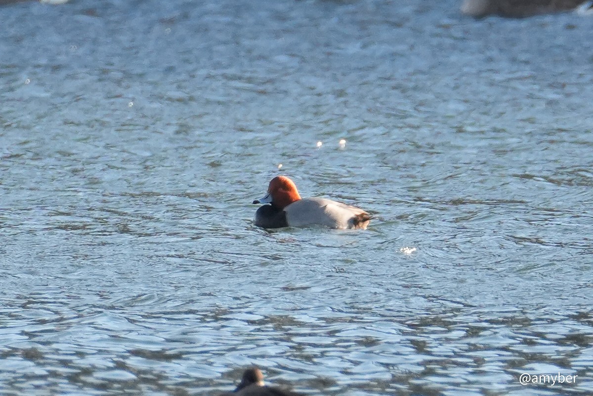 Redhead - ML646588152