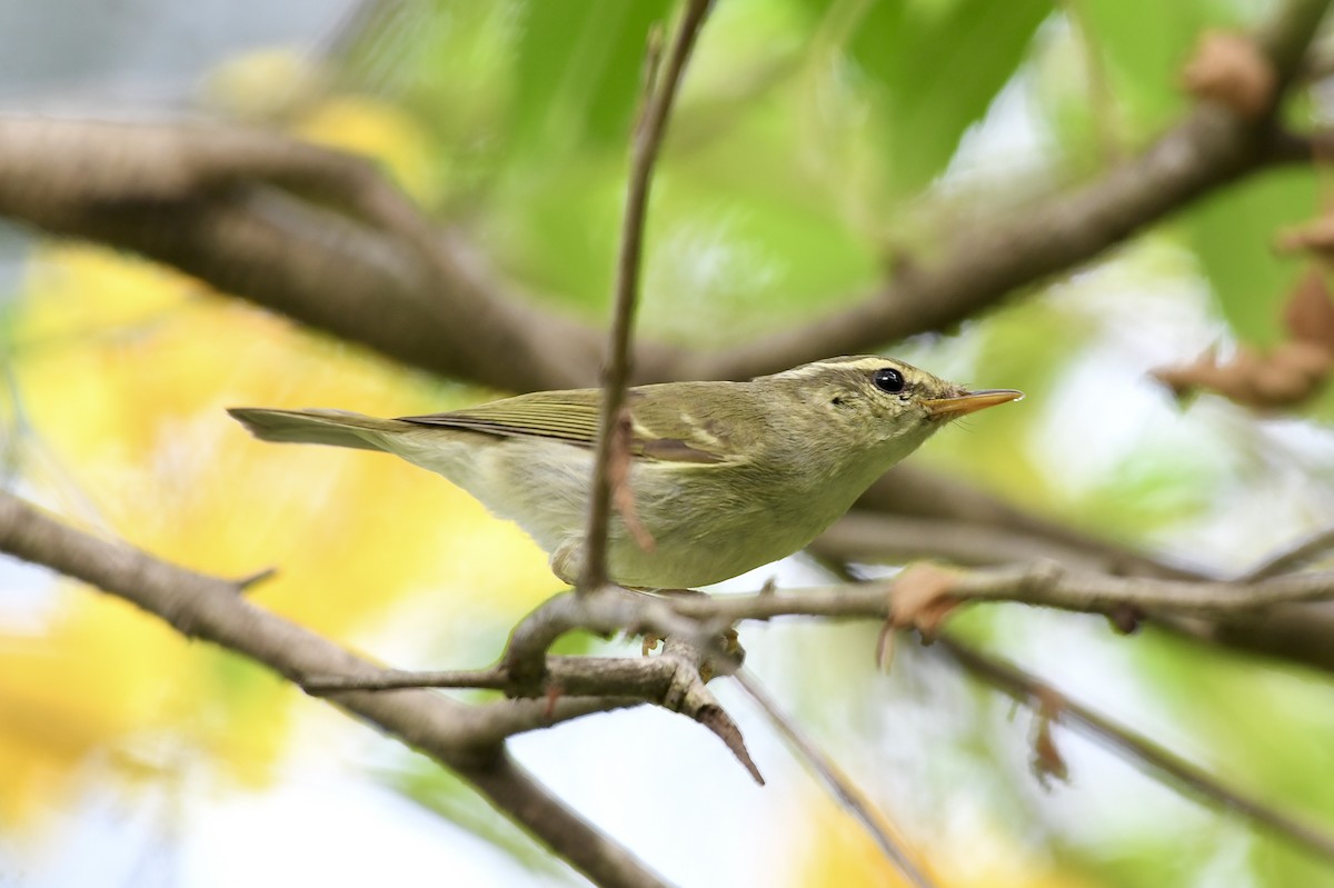 Two-barred Warbler - ML646588153