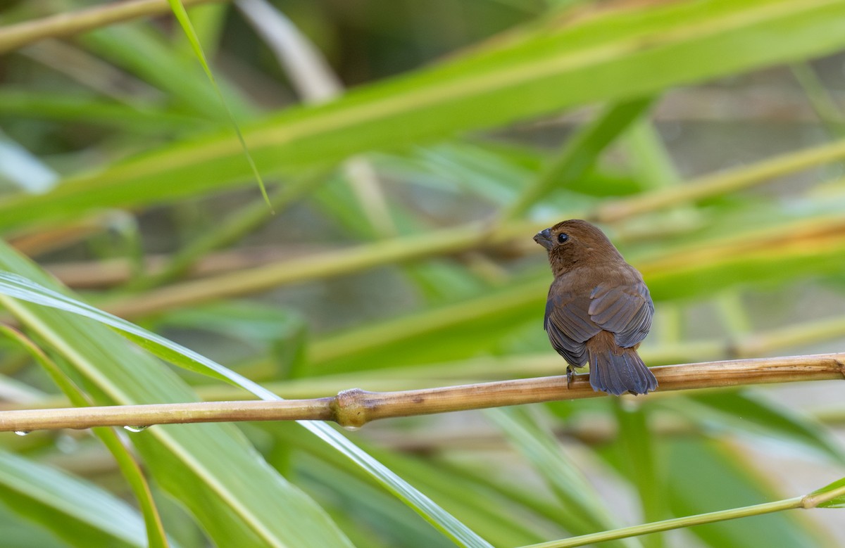 Blue Bunting (Middle America) - ML646588156