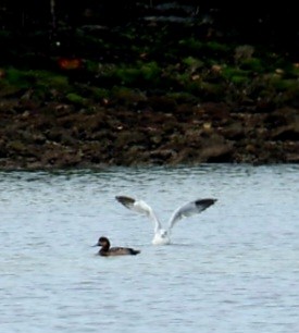 Redhead - ML646588161