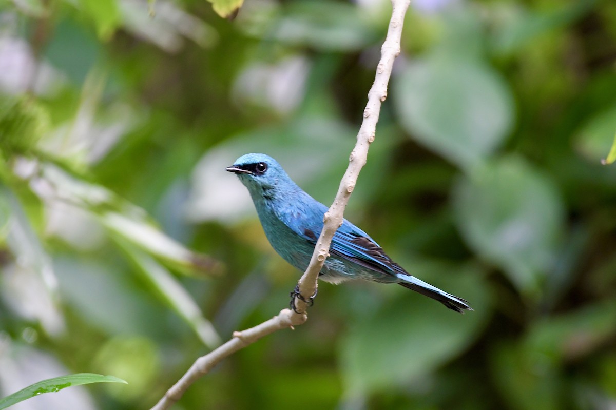 Verditer Flycatcher - ML646588164