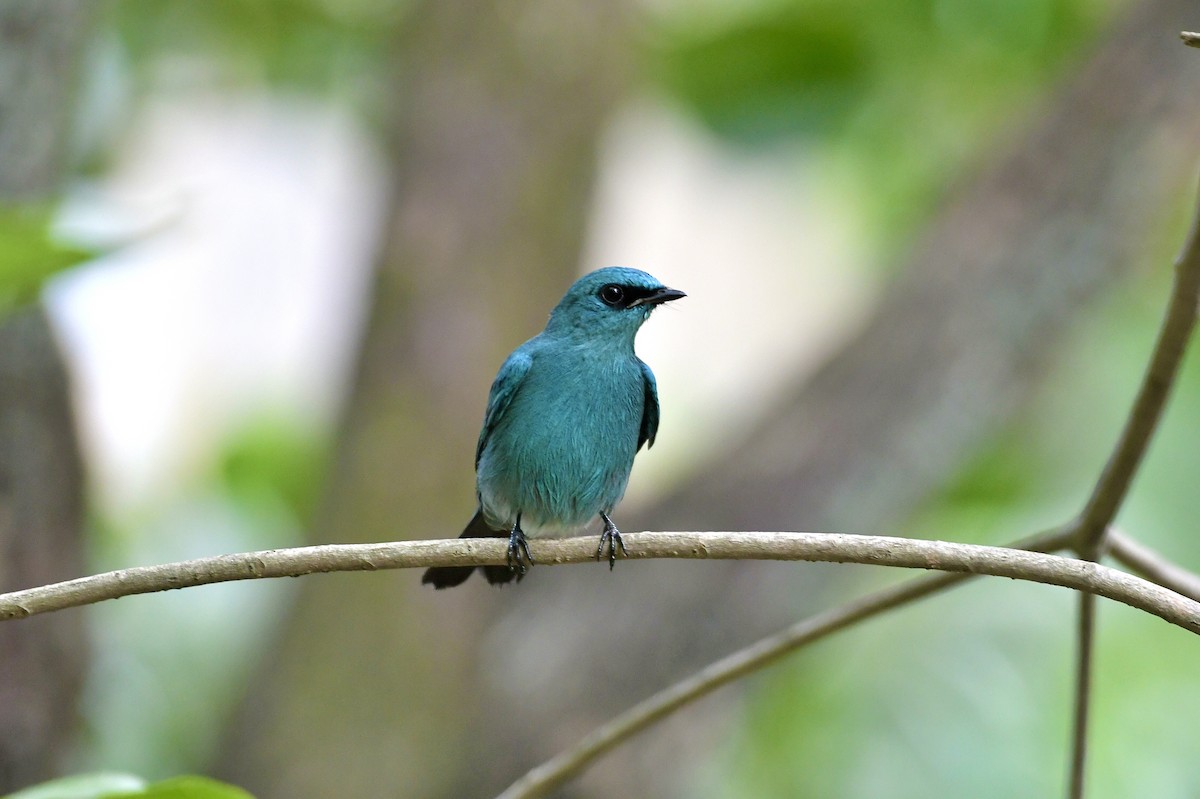 Verditer Flycatcher - ML646588165