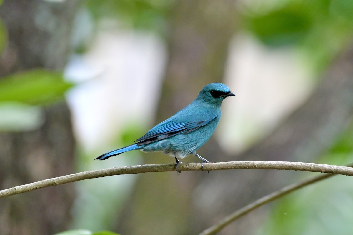Verditer Flycatcher - ML646588166
