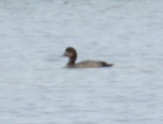 Redhead - ML646588172