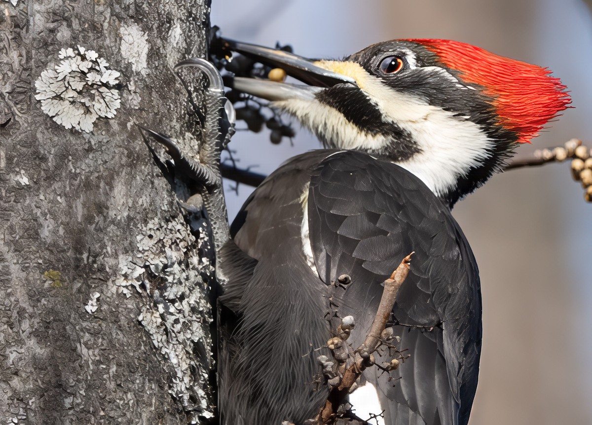 Pileated Woodpecker - ML646588175
