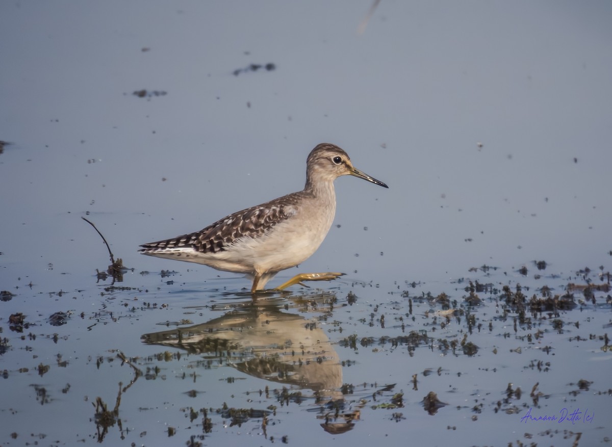 Коловодник болотяний - ML646588176