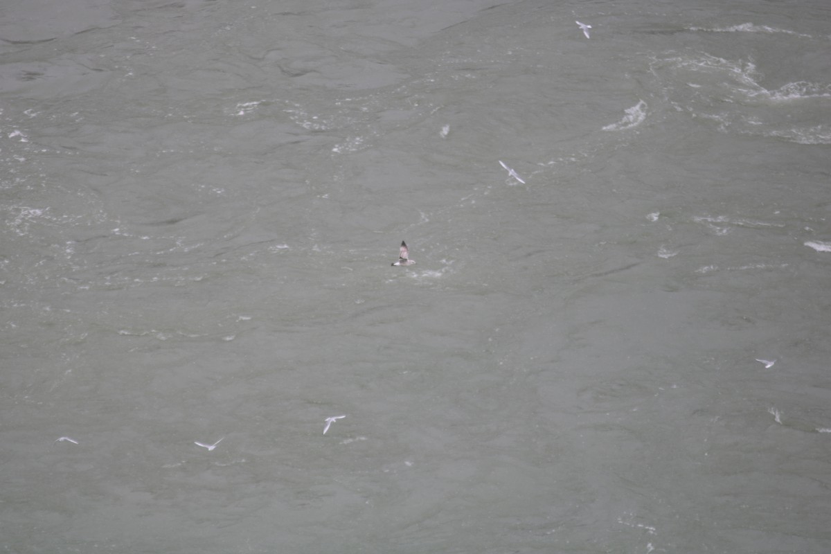 Ring-billed Gull - ML646588185