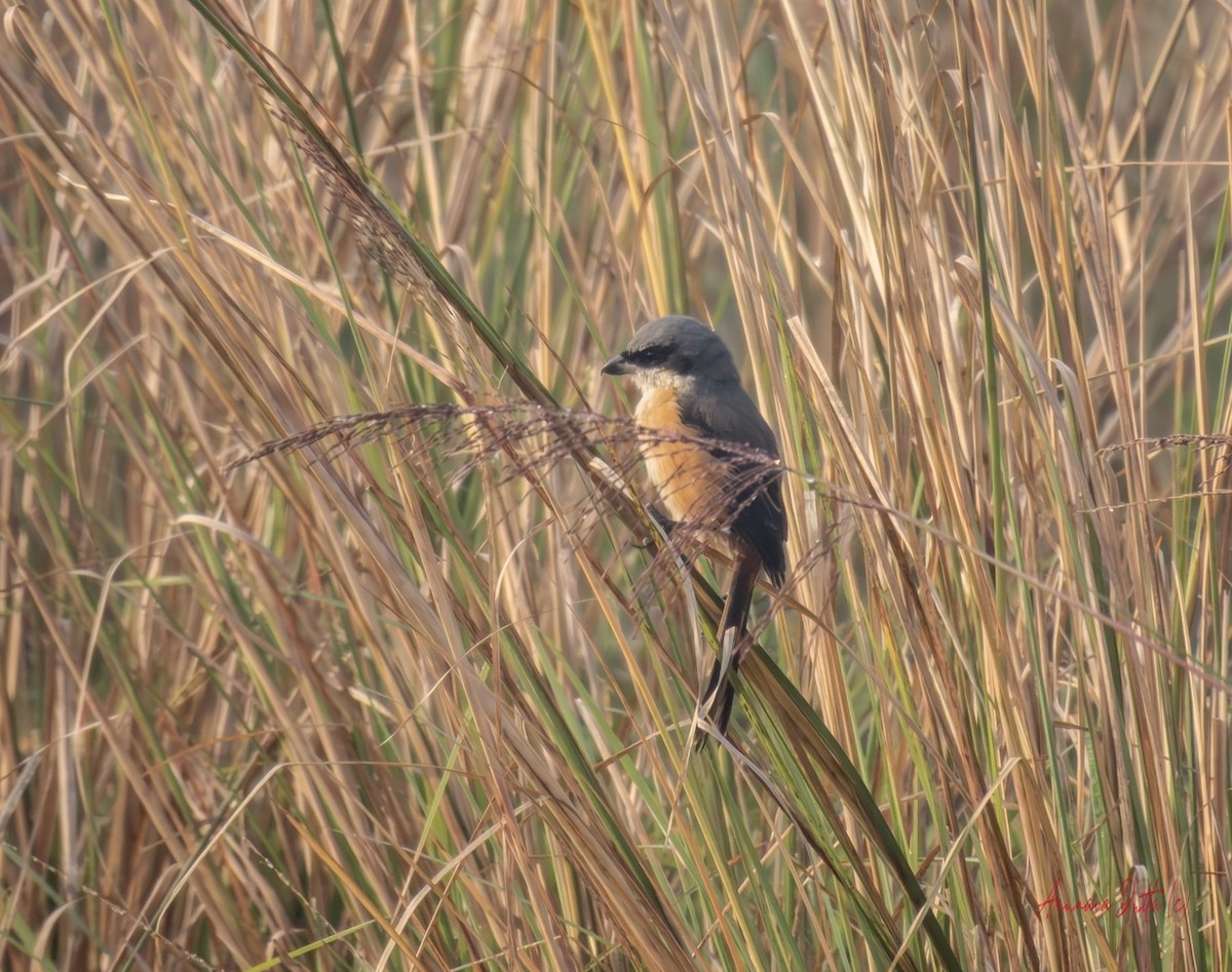 Сорокопуд тибетський - ML646588186