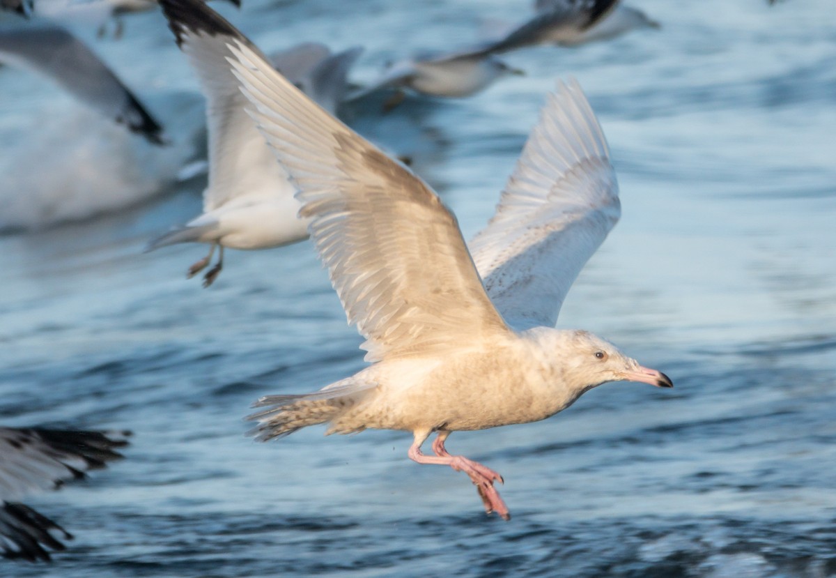 Gavión Hiperbóreo - ML646588187