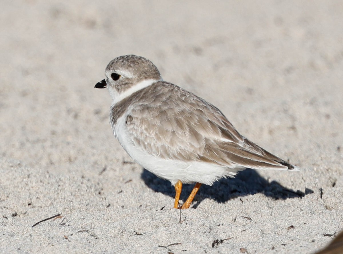 Piping Plover - ML646588188