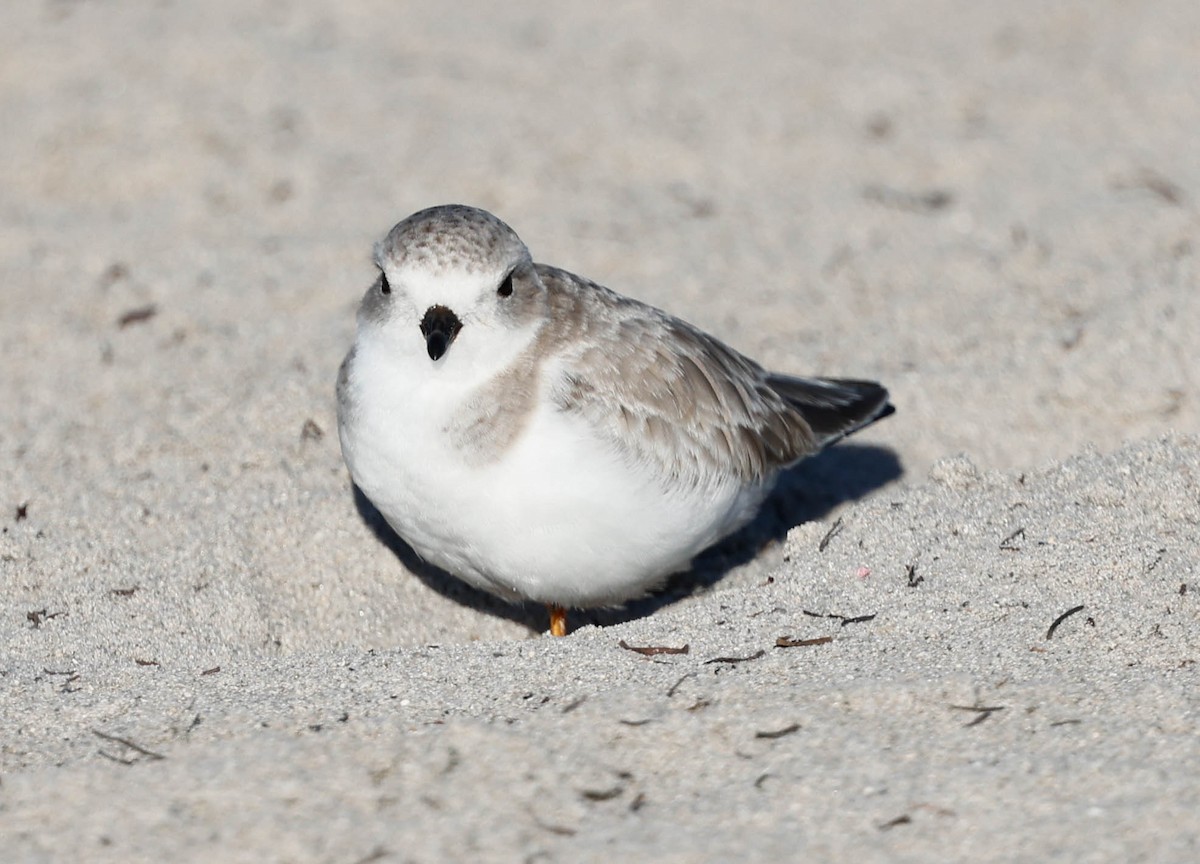 Piping Plover - ML646588189