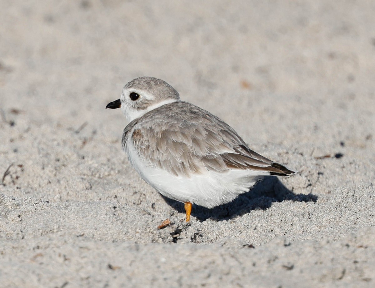 Piping Plover - ML646588190