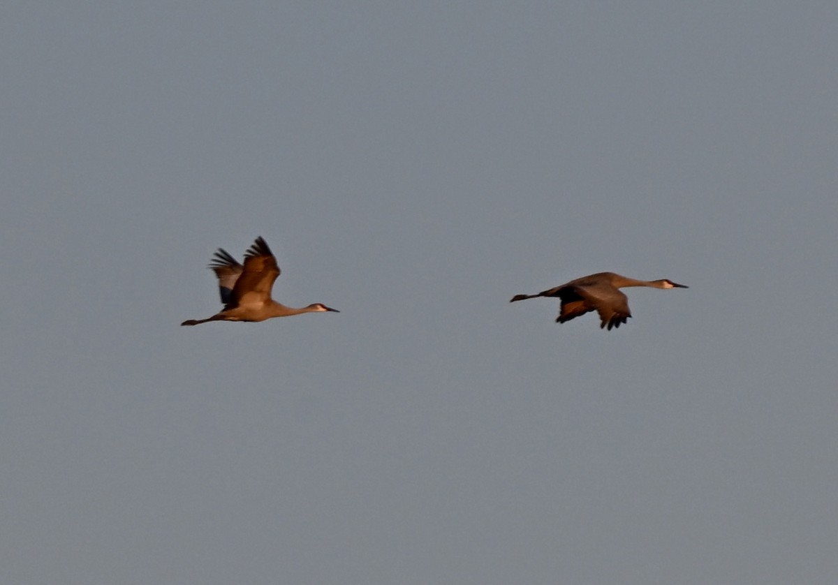 Sandhill Crane - ML646588193