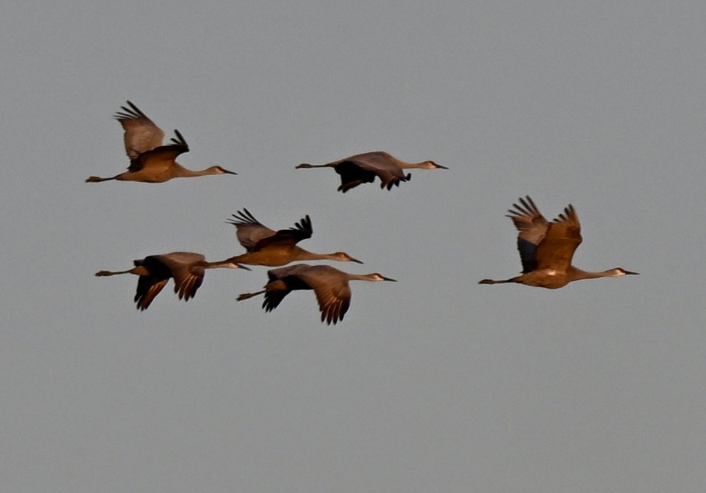 Sandhill Crane - ML646588194