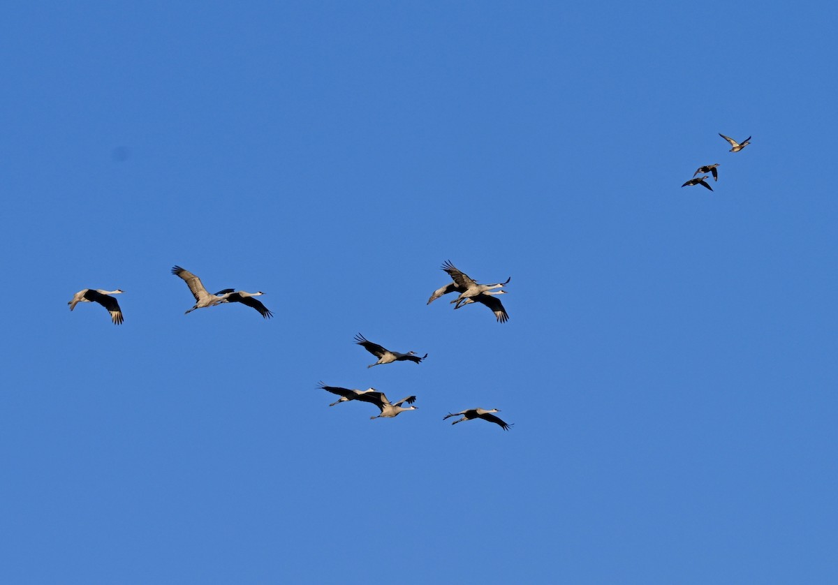 Sandhill Crane - ML646588195