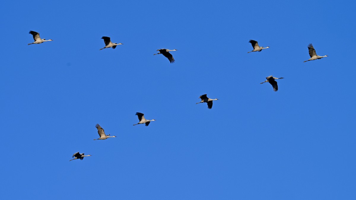 Sandhill Crane - ML646588196